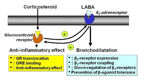 laba long acting beta agonist|Inhaled Corticosteroids/Long.